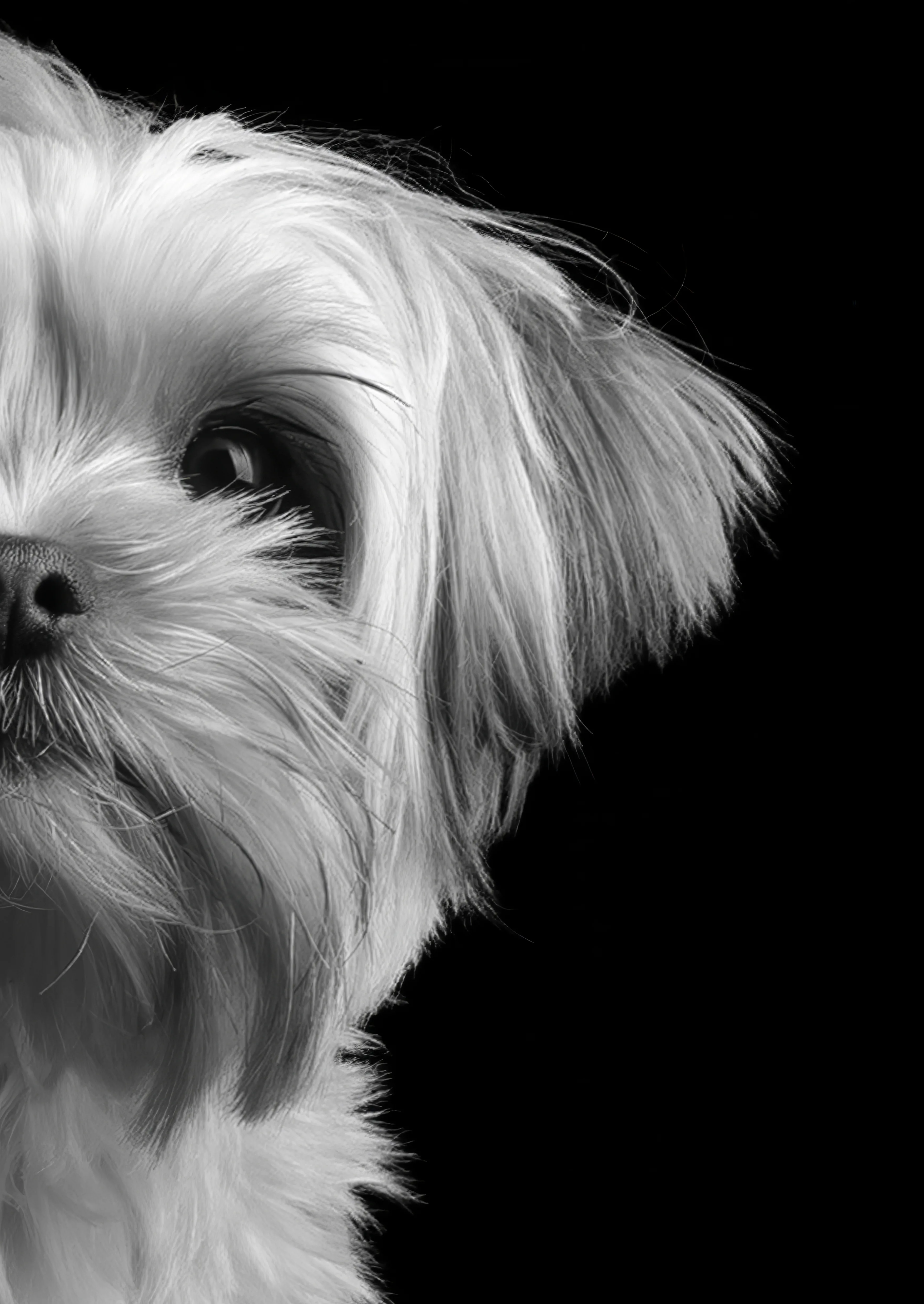 Pet portrait, Cookie, Catch a Moment Studio